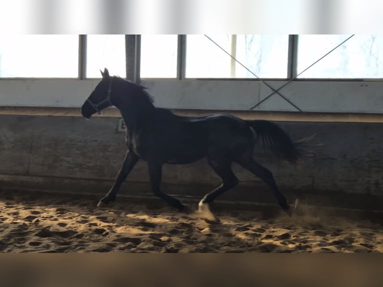 Sangue Caldo Pesante / Meso-brachimorfo Mix Stallone 2 Anni 170 cm Morello in Twist