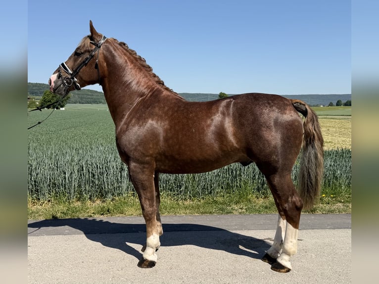 Sangue Caldo Pesante / Meso-brachimorfo Stallone 3 Anni 164 cm Sauro scuro in Riedlingen