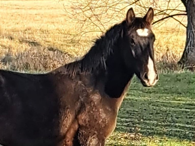 Sangue Caldo Pesante / Meso-brachimorfo Stallone 3 Anni 165 cm Baio in Seehausen (Altmark)