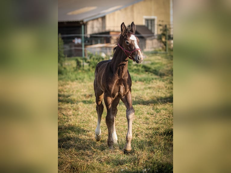 Sangue Caldo Pesante / Meso-brachimorfo Stallone Puledri (05/2025) 175 cm Grigio trotinato in Kubsch&#xFC;tz