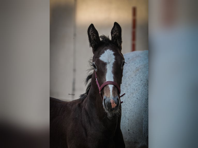 Sangue Caldo Pesante / Meso-brachimorfo Stallone Puledri (05/2025) 175 cm Grigio trotinato in Kubsch&#xFC;tz