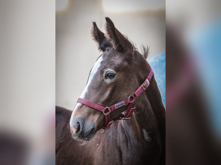Sangue Caldo Pesante / Meso-brachimorfo Stallone Puledri (05/2025) 175 cm Grigio trotinato in Kubsch&#xFC;tz