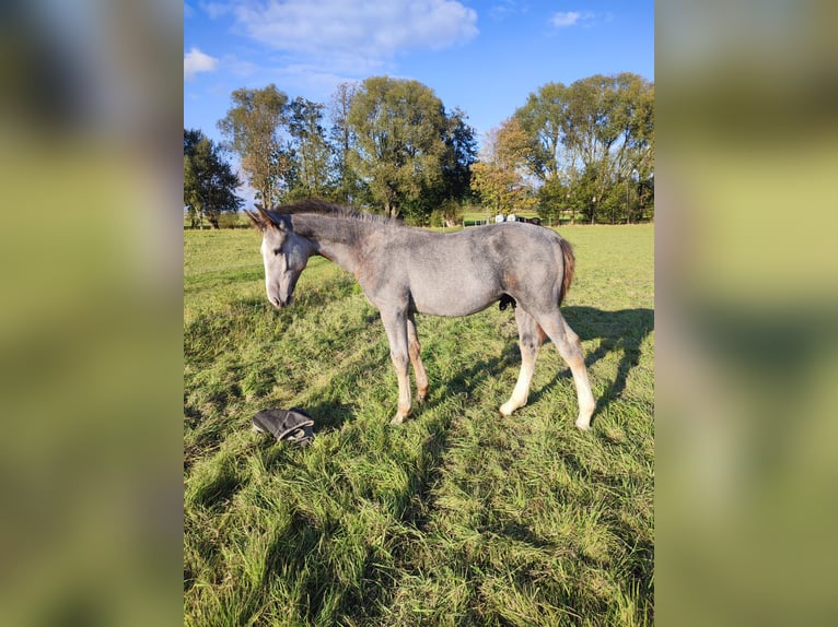 Sangue Caldo Pesante / Meso-brachimorfo Stallone Puledri (05/2025) 175 cm Grigio trotinato in Kubsch&#xFC;tz
