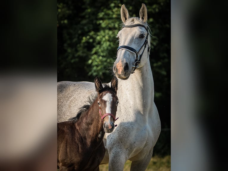 Sangue Caldo Pesante / Meso-brachimorfo Stallone Puledri (05/2025) 175 cm Grigio trotinato in Kubsch&#xFC;tz