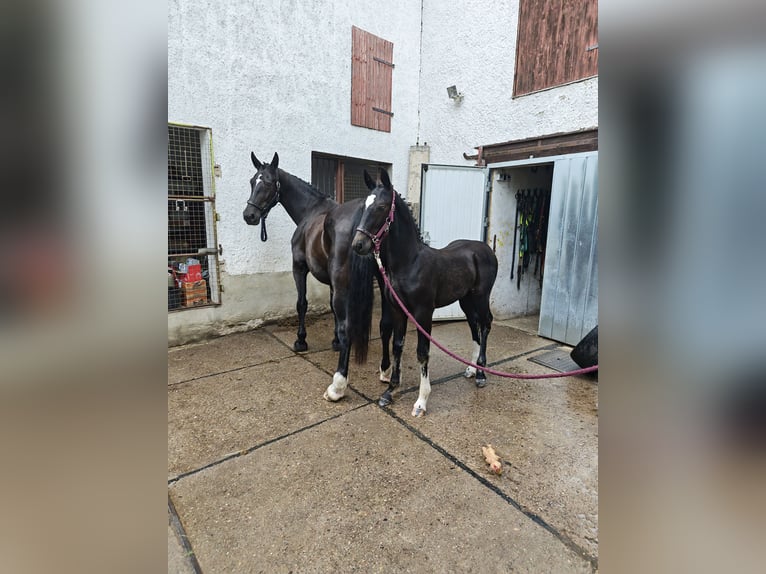 Sangue Caldo Pesante / Meso-brachimorfo Stallone Puledri (03/2026) Morello in Wutha-Farnroda