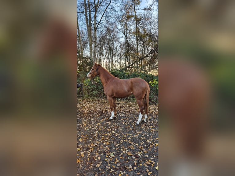 Sangue Nobile Tedesco Castrone 5 Anni 160 cm Sauro in Fehmarn