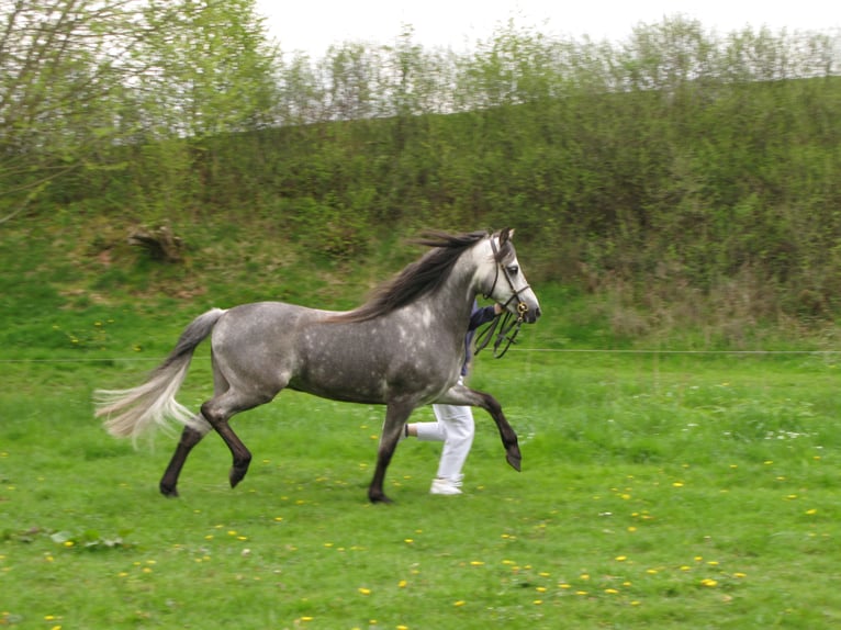 SANTIAGO Welsh B Stallion Gray in Frankenberg