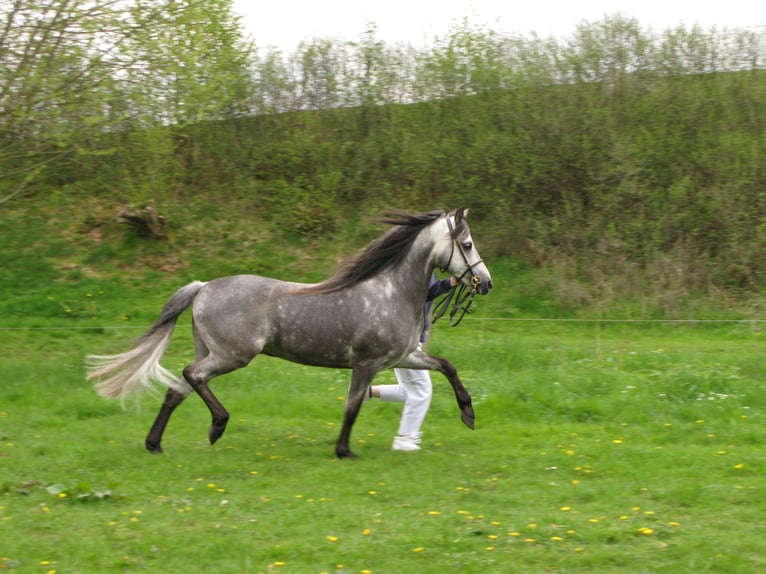 SANTIAGO Welsh B Stallion Grey in Frankenberg