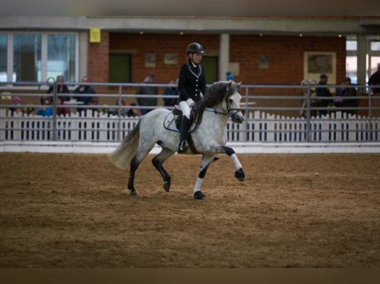 SANTIAGO Welsh B Stallion Grey in Frankenberg