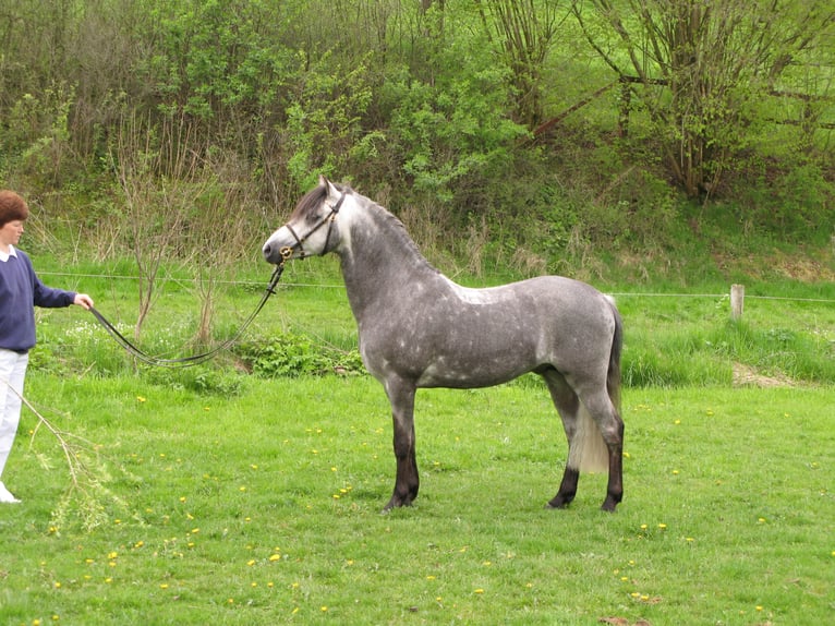 SANTIAGO Welsh B Stallion Grey in Frankenberg