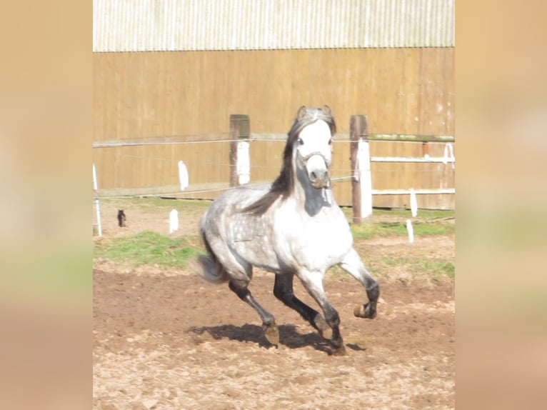 SANTIAGO Welsh B Stallion Grey in Frankenberg