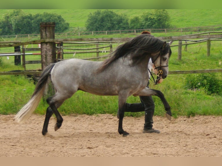 SANTIAGO Welsh B Stallion Grey in Frankenberg