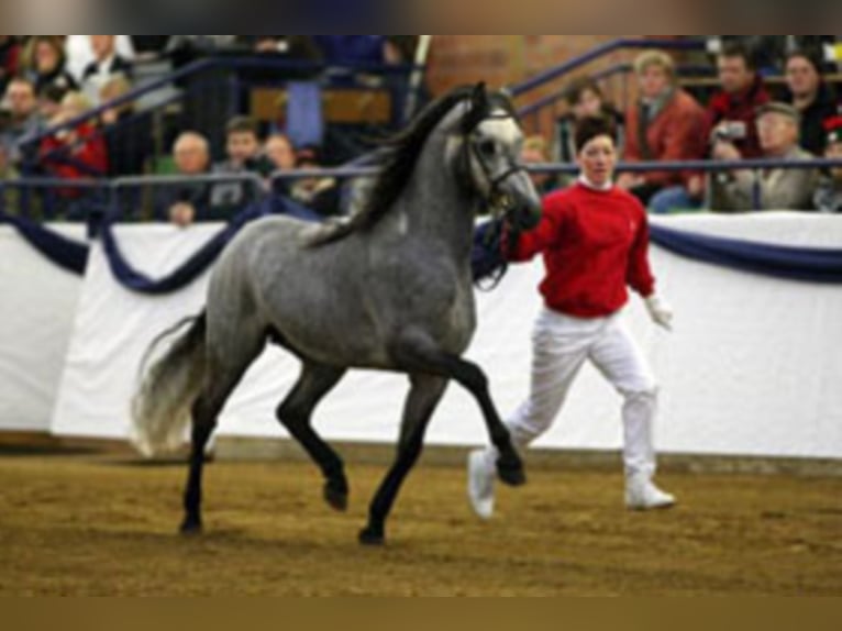 SANTIAGO Welsh-B Stallone Grigio in Frankenberg