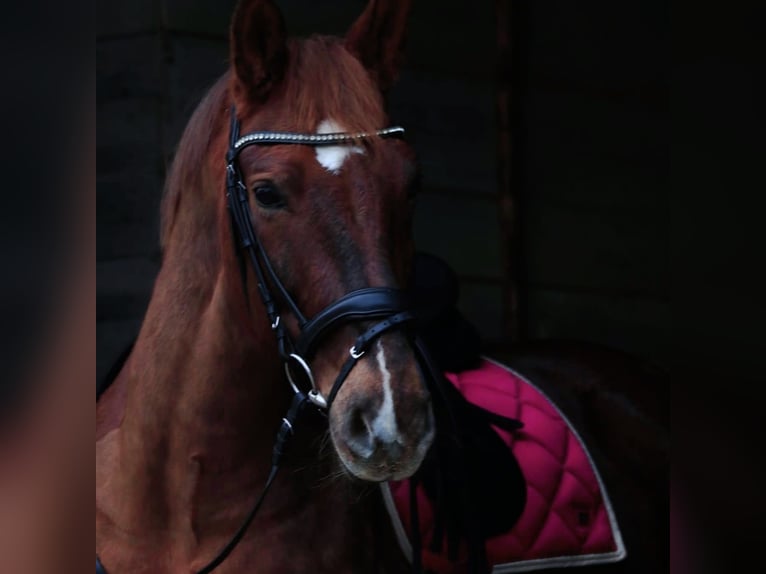 Sassone Castrone 13 Anni 167 cm Sauro scuro in Veitsbronn