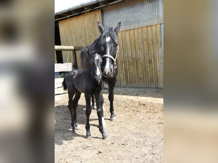 Sassone Castrone 2 Anni 165 cm Morello in AugustusburgLeubsdorf
