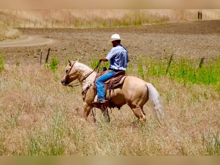 Sassone Castrone 7 Anni 142 cm Palomino in Tres Pinos