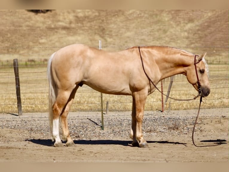 Sassone Castrone 7 Anni 142 cm Palomino in Tres Pinos