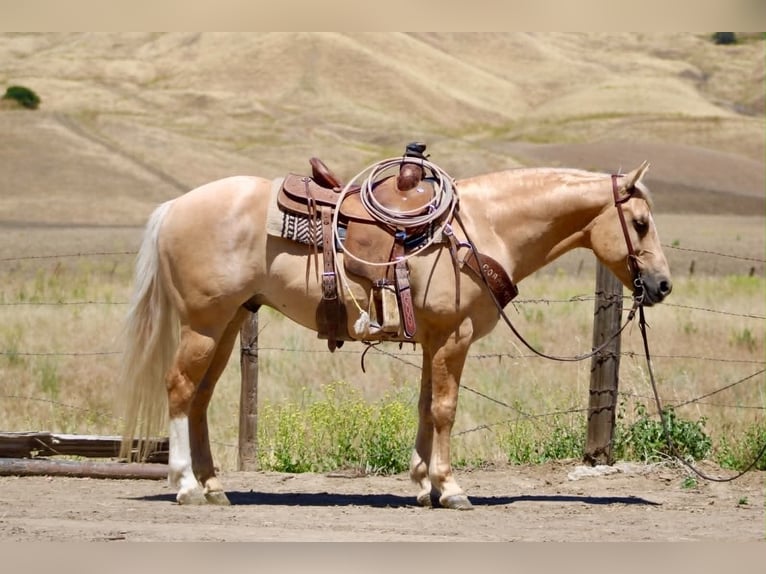 Sassone Castrone 7 Anni 142 cm Palomino in Tres Pinos