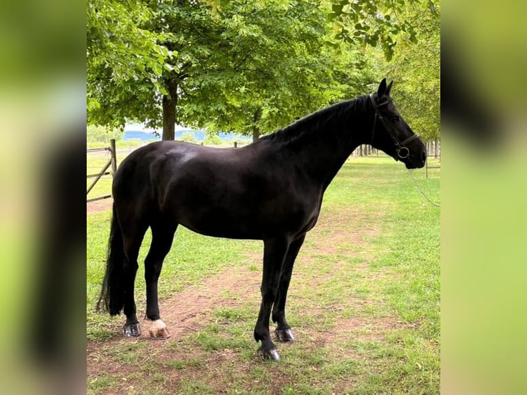 Sassone Castrone 8 Anni Morello in Ladenburg