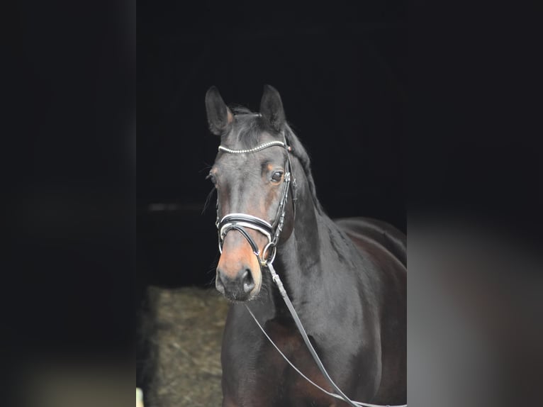 Sassone Giumenta 14 Anni 164 cm Baio scuro in Herbstein