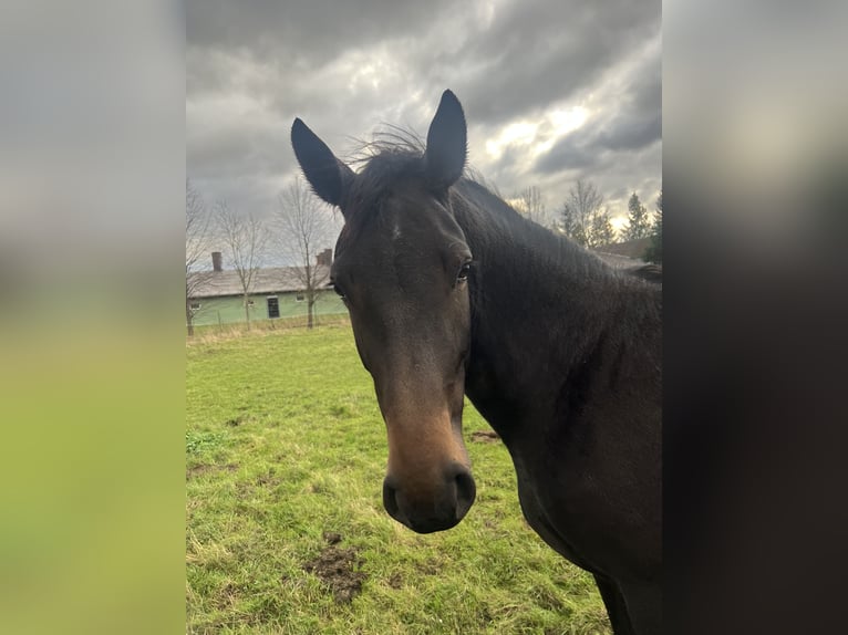Sassone Giumenta 4 Anni 160 cm Baio nero in Mechterstädt