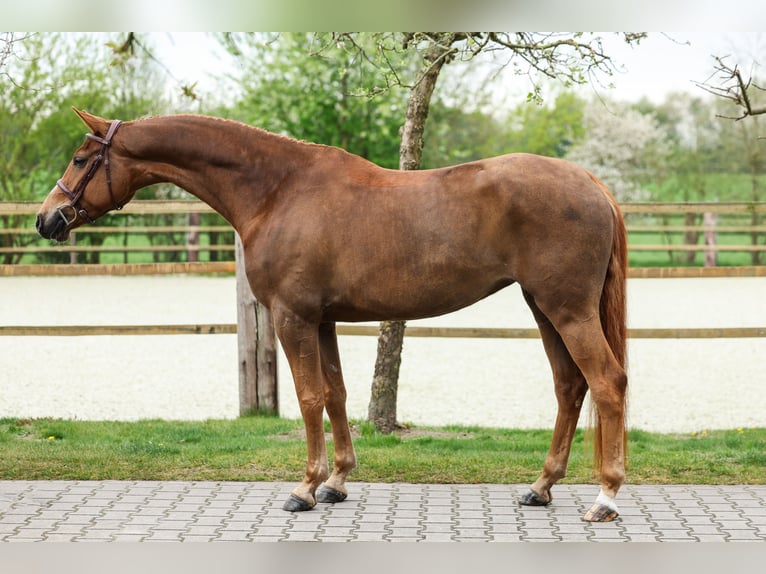Sassone Giumenta 5 Anni 160 cm Sauro in Lastrup