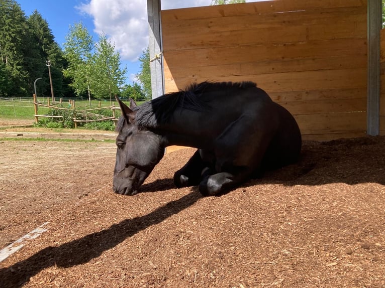 Sassone Giumenta 5 Anni 162 cm Morello in Zusmarshausen
