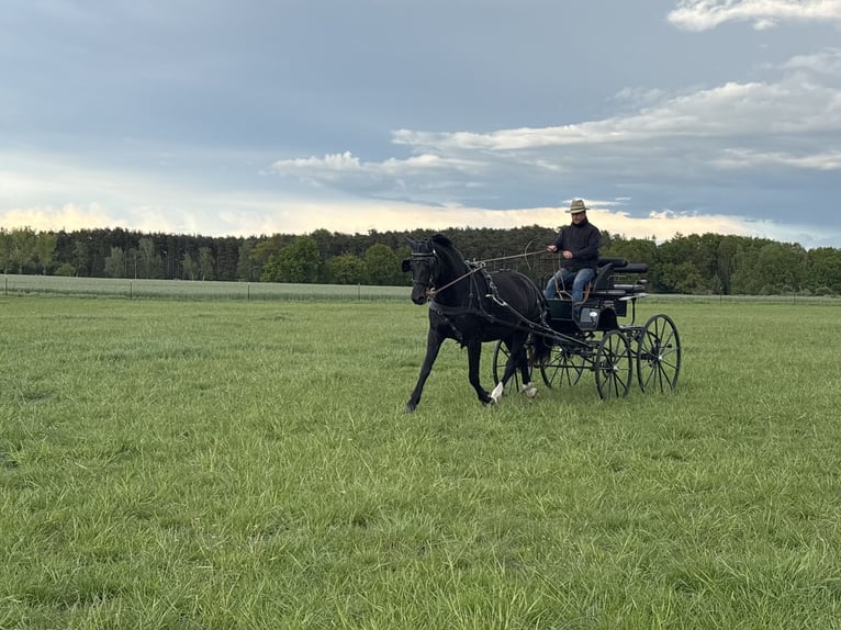 Sassone Giumenta 5 Anni 163 cm Morello in Schwanebeck