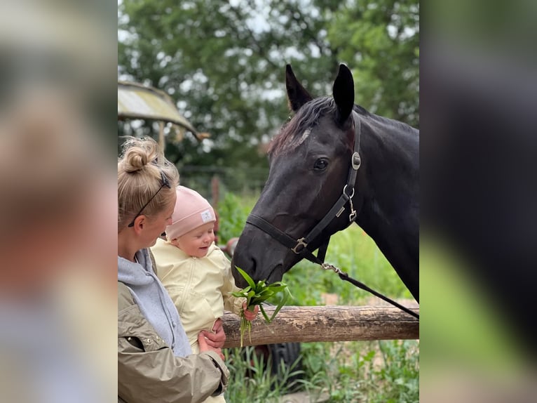 Sassone Giumenta 6 Anni 165 cm Baio nero in Schorfheide
