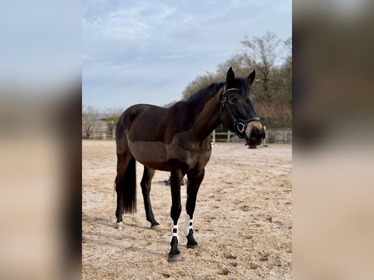 Sassone Giumenta 6 Anni 169 cm Baio scuro in Bad Salzungen