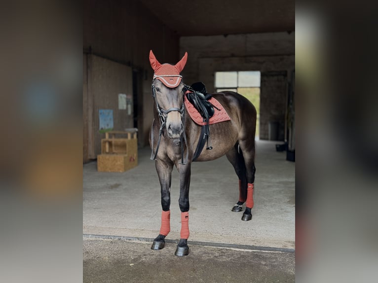 Sassone Giumenta 6 Anni 169 cm Baio scuro in Bad Salzungen