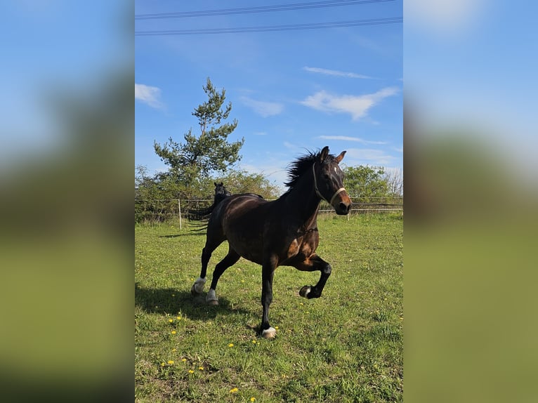 Sassone Giumenta 9 Anni 165 cm Morello in Weimar