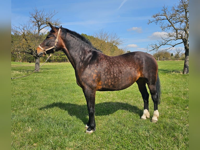 Sassone Giumenta 9 Anni 165 cm Morello in Weimar