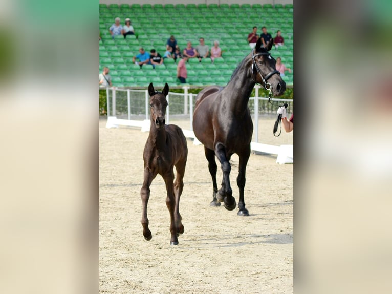 Sassone Stallone Puledri (06/2025) 160 cm Morello in Liebstadt Sassone Stallone Puledri (06/2025) 160 cm Morello in Liebstadt