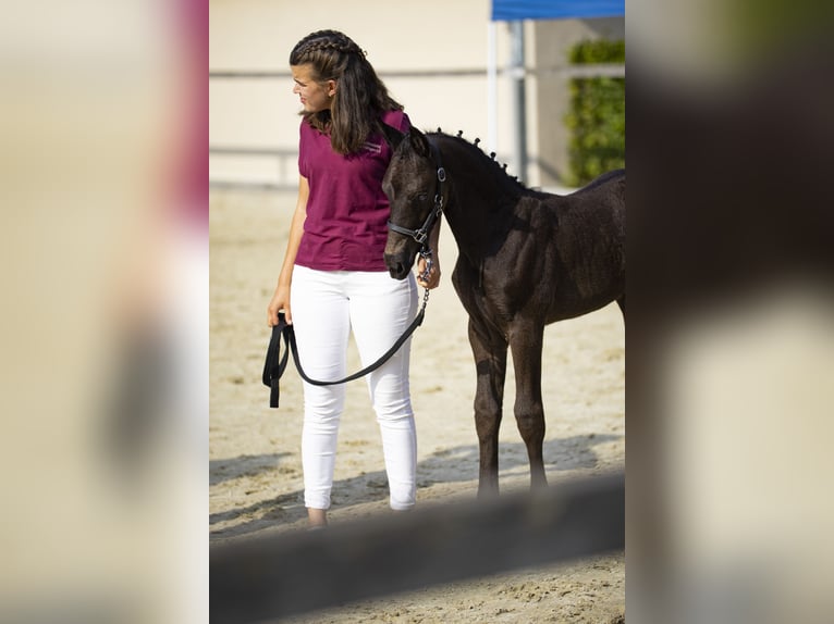 Sassone Stallone Puledri (06/2025) 160 cm Morello in Liebstadt Sassone Stallone Puledri (06/2025) 160 cm Morello in Liebstadt