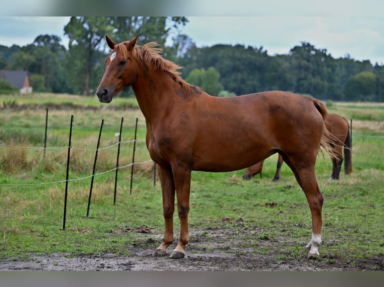 Sassonia-Anhalt Giumenta 11 Anni 163 cm Sauro in Osnabrück