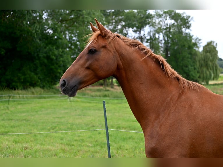 Sassonia-Anhalt Giumenta 11 Anni 163 cm Sauro in Osnabrück