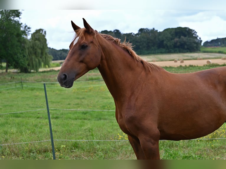 Sassonia-Anhalt Giumenta 11 Anni 163 cm Sauro in Osnabrück