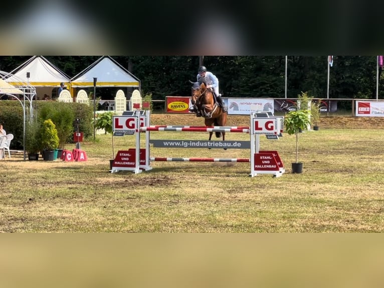 Sassonia-Anhalt Giumenta 13 Anni 168 cm Baio in Gifhorn