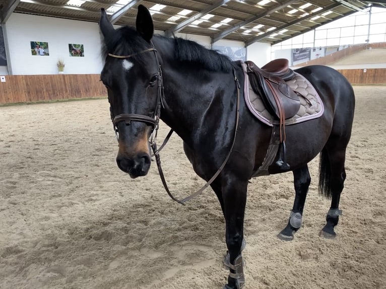 Sassonia-Anhalt Giumenta 19 Anni 162 cm Baio scuro in Gifhorn Sassonia-Anhalt Giumenta 19 Anni 162 cm Baio scuro in Gifhorn