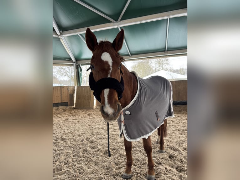 Sassonia-Anhalt Giumenta 25 Anni 160 cm Sauro in Halle