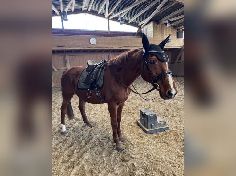 Sassonia-Anhalt Giumenta 25 Anni 160 cm Sauro in Halle