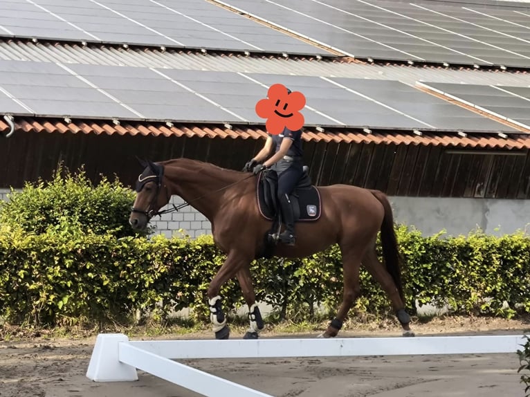 Sassonia-Anhalt Giumenta 9 Anni 166 cm Sauro in Werne