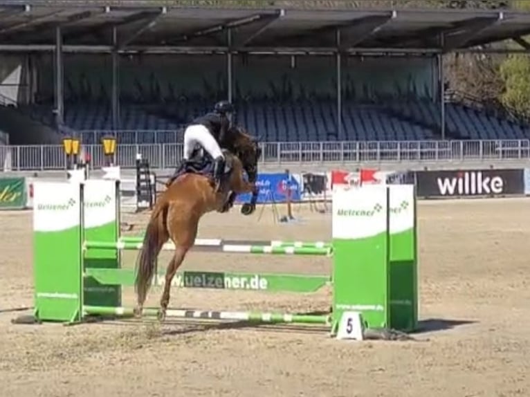 Sassonia-Anhalt Giumenta 9 Anni 166 cm Sauro in Werne