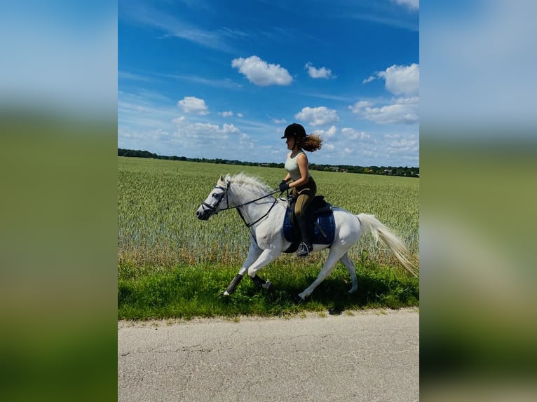 Sattelfeste 15-Jährige sucht liebevolle Reitbeteiligung im Raum Lehrte Sattelfeste 15-Jährige sucht liebevolle Reitbeteiligung im Raum Lehrte