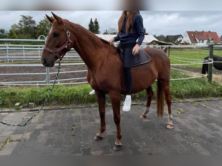 Saxe Anhaltiner Jument 11 Ans 163 cm Alezan in Osnabrück