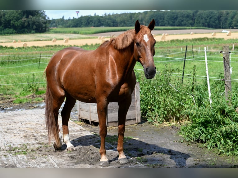 Saxe Anhaltiner Jument 11 Ans 163 cm Alezan in Osnabrück