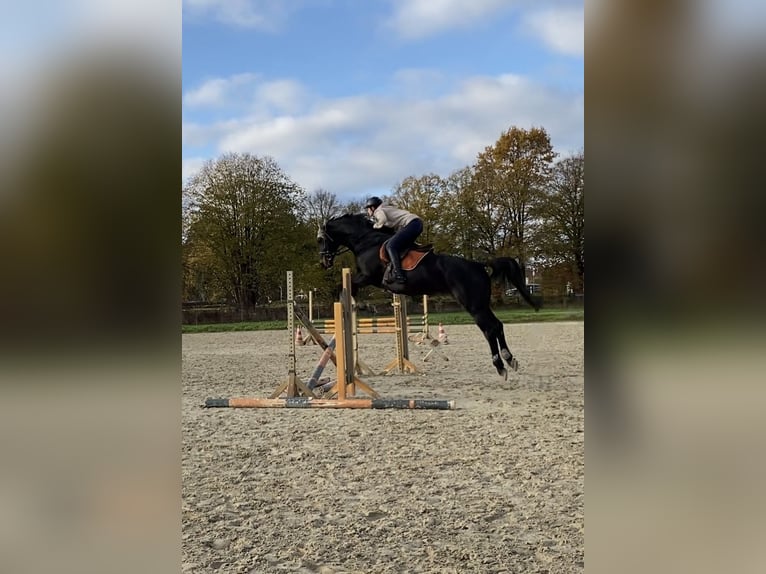 Saxe Anhaltiner Jument 20 Ans 162 cm Bai brun in Gifhorn