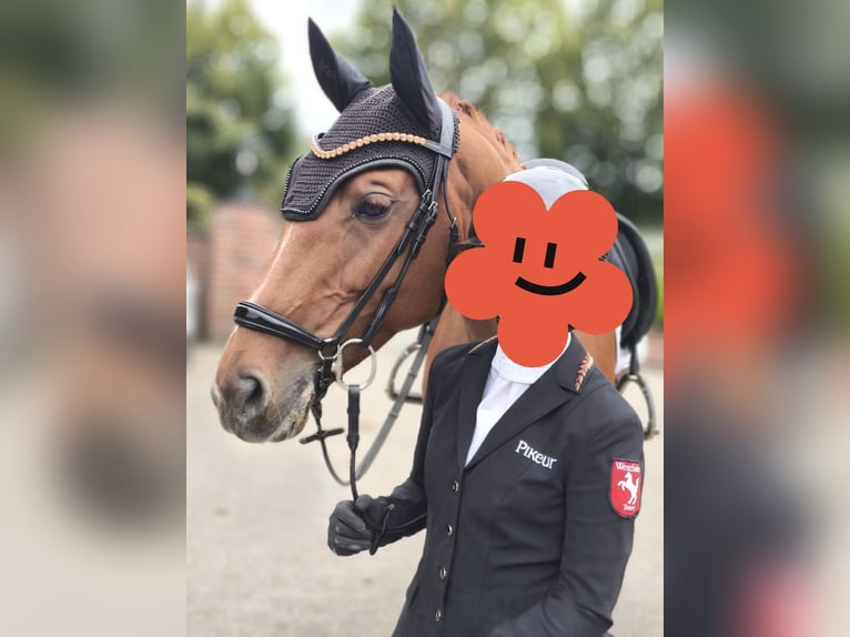 Saxe Anhaltiner Jument 9 Ans 166 cm Alezan in Werne