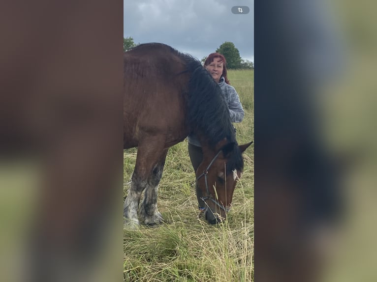 Saxon-Thuringian Draft Horse Gelding 21 years 16,2 hh Brown in MildenauMildenau